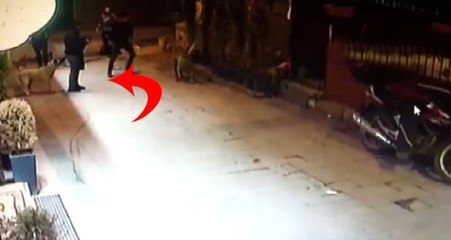 Beyoğlu'dan Vahşet Görüntüleri! Sokak Köpeğine Kemerle Saldırıp Bıçakladılar