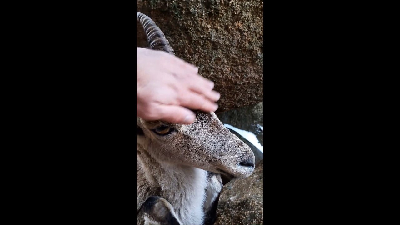 Il sauve une chevre bloquée