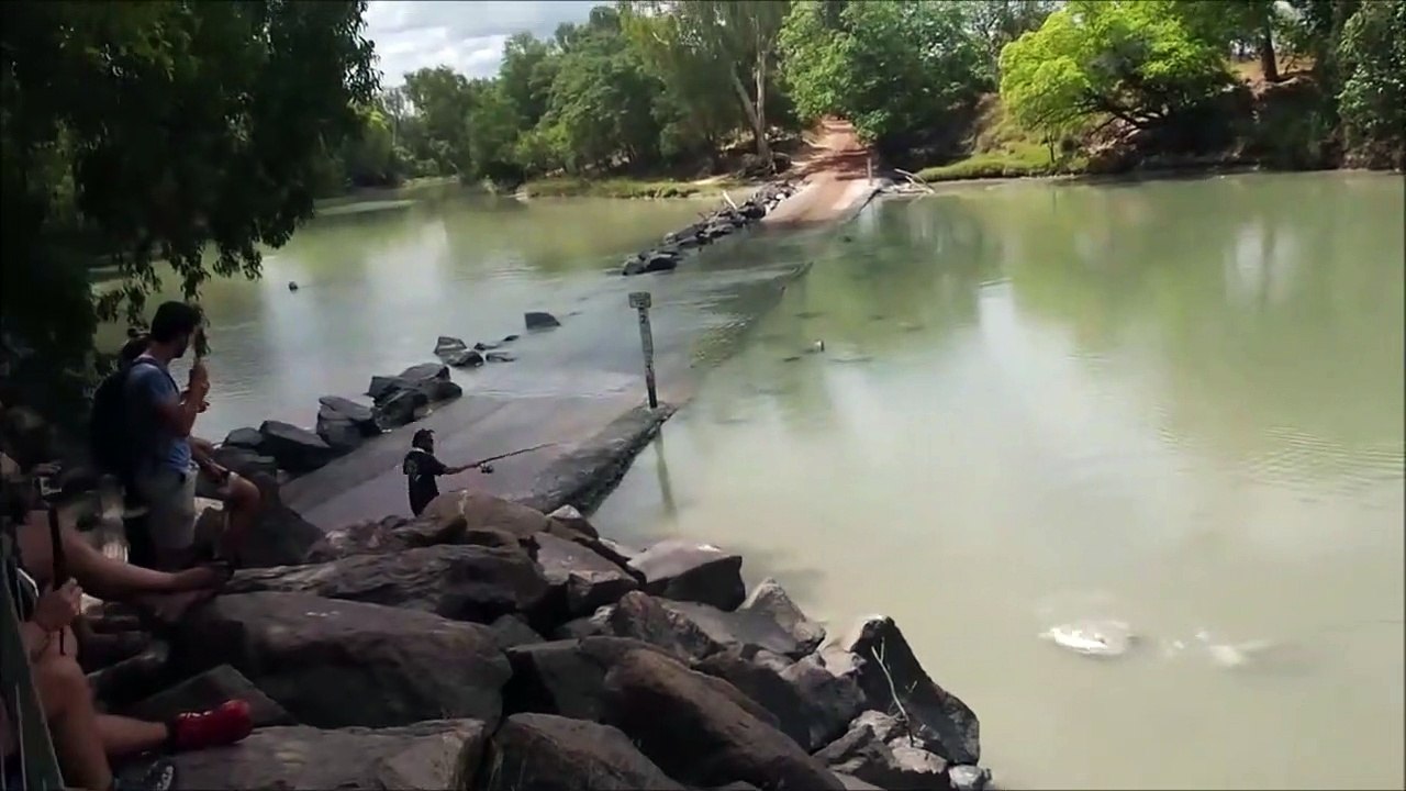 Quand un crocodile vole la prise d'un pêcheur