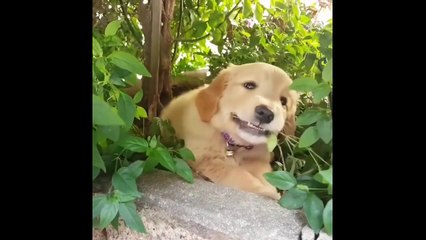 Funniest  Cutest Golden Retriever Videos 11 - Funny Dogs Compilation 2018