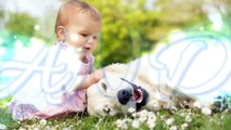 Dog Protecting Baby Dog is not only a pet but also a good friend