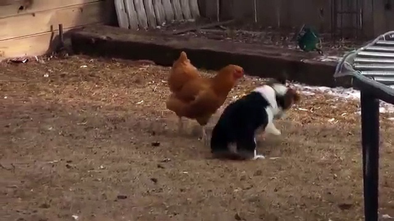 Corgi vs. Chicken - Fight!