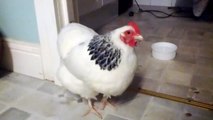 Sneezing Chicken