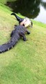 Le golf, un sport pas si sur que ça... surtout quand 2 alligators se font face