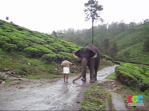 Cet éléphant est tellement heureux de revoir son maitre apres plusieurs années
