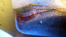 Cet animal prehistorique enterre ses oeufs... Triops adorable