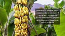 Maria Eugenia Baptista Zacarias: ¡A COMER! – La Banana antes y después de entrenar