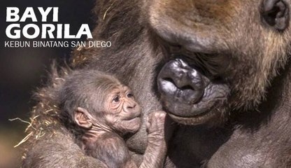 Lucunya Bayi Gorila di Kebun Binatang San Diego