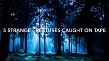 [MP4 1080p] 5 Strange Creatures Caught On Tape ♦️Mysterious Videos