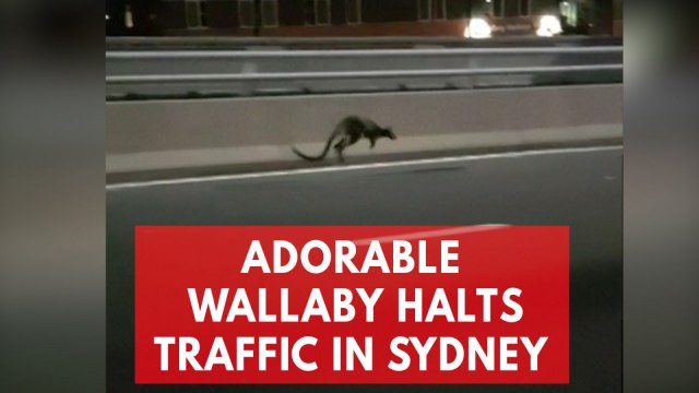 Wallaby gets the jump on police as it hops along Sydney Harbour Bridge