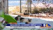 Neighbors Concerned About Abandoned Cats That Seem to Be Multiplying