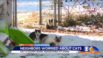 Neighbors Concerned About Abandoned Cats That Seem to Be Multiplying