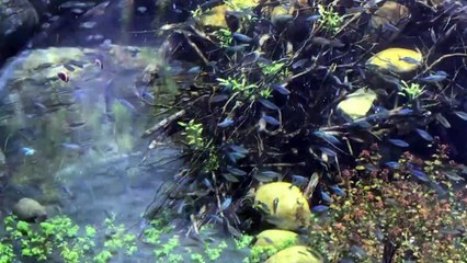 افتتاح أكبر حوض أسماك أوروبي في 'لوزان' السويسرية _ Switzerland