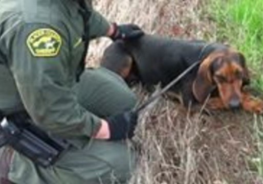 Placer County Deputies Rescue Bloodhound Trapped Under Car