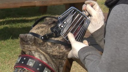 목줄·입마개 하지 않은 개 신고하면 '포상금' / YTN