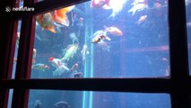 London gets a ‘phone booth aquarium’ for Lumiere festival