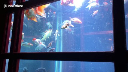 London gets a ‘phone booth aquarium’ for Lumiere festival