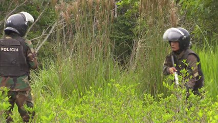 Bolivia muestra su compromiso en la erradicación de cultivos ilícitos