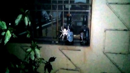 Intruder spider in my house [U.P]