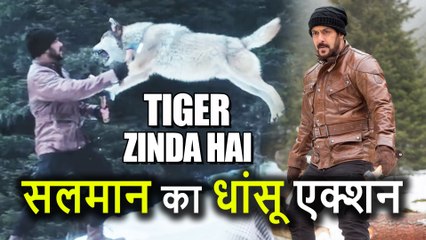 Tiger Zinda hai से Salman Khan का धाकड़ Action, टाइगर की Wolves से Fight