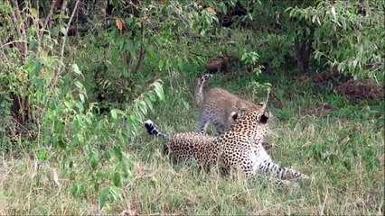 Evasive leopards of the Maasai Mara