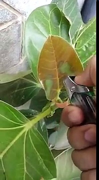 Amazing plant trick[U.9]