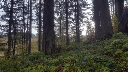 Tree Bounces Safely over Note 8