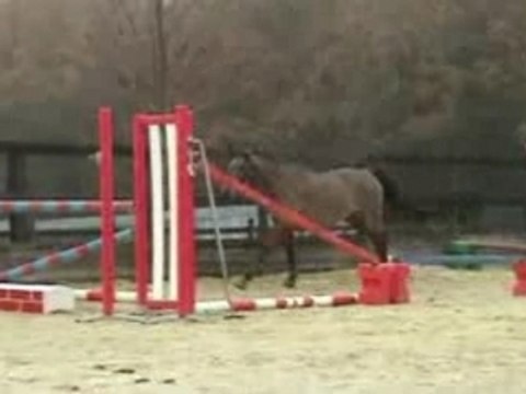 CHEVAL Quara saut en liberte / HORSE QUARA free jump