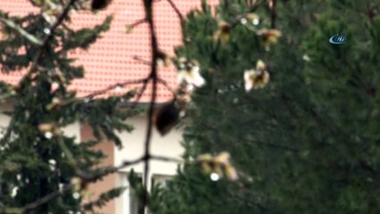 Ocak ayında çiçek açan bademlere kar yağdı