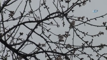 Ocak Ayında Çiçek Açan Bademlere Kar Yağdı