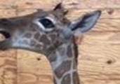 Texas Zoo Captures Rare Footage of Giraffe Calf's Vocalization