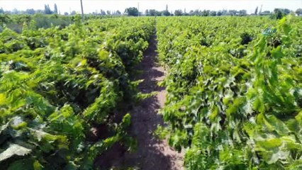 Kış ortasında filizlenen üzüm asmaları havadan görüntülendi