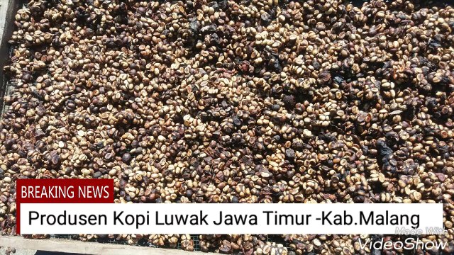 Produsen Kopi Luwak WA 081 233 660 207 | Harga Kopi Luwak | Harga Biji Kopi Luwak