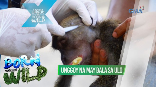 Born to be Wild: Doc Ferds, iniligtas ang unggoy na may bala sa ulo