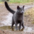 Ce chat adore jouer dans les flaques... Plutot rare pour un félin