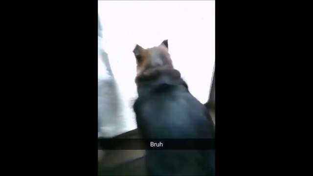 Quand ton chien t'éclate la baie vitrée sans raison... Impressionnant