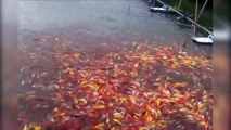 Des milliers de poissons rouges attendent le repas! Magnifique