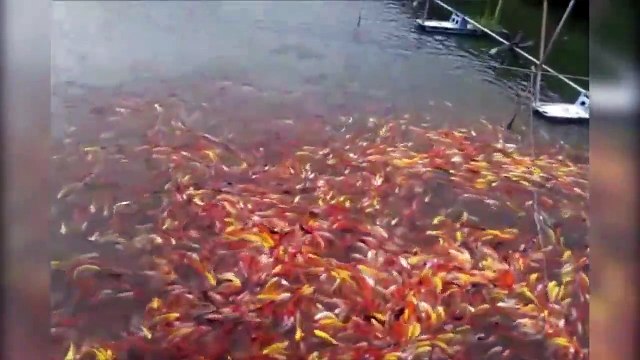 Des milliers de poissons rouges attendent le repas! Magnifique