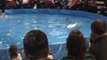 Waterskiing Squirrel Wows the Crowd at Toronto Boat Show