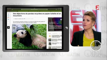 Les pandas ne sont pas que mignons !