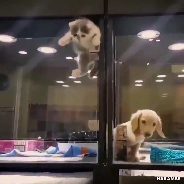 Un chaton s'échappe de sa cage pour jouer avec un chiot dans la cage voisine et c'est trop mignon !