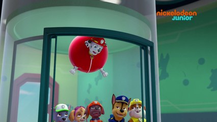 Paw Patrol : la Pat'Patrouille | Galinetta s'envole | NICKELODEON JUNIOR