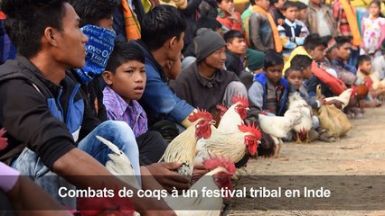 Combats de coqs à un festival tribal en Inde