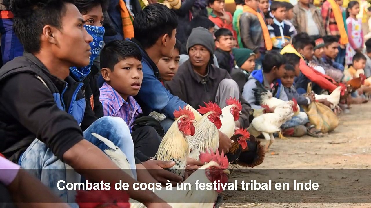 Combats de coqs à un festival tribal en Inde