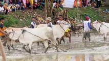 Thrilling footage of Sumatran cow race among the paddy fields
