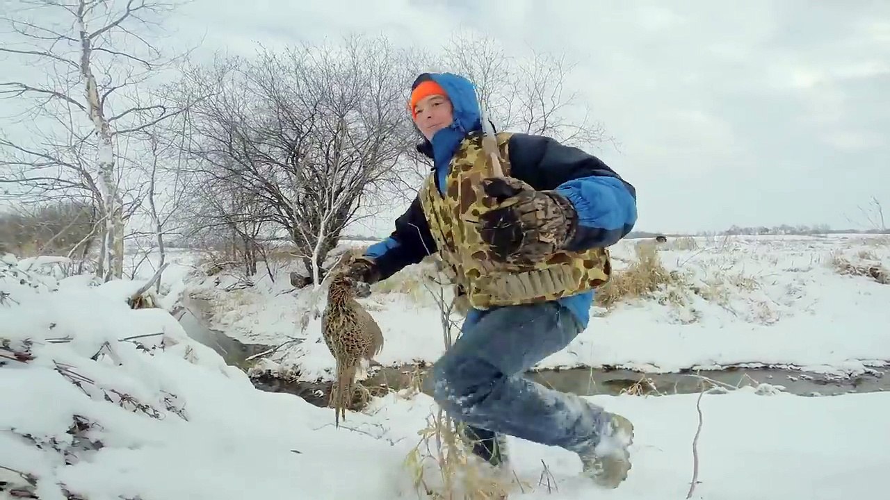 Pheasant Hunting