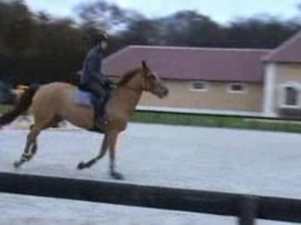Cheval Olmifon saut maison / horse Olmifon jump work at home