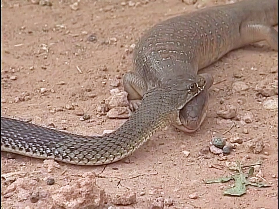 Cobra Royal contre Lézard, qui va gagner...
