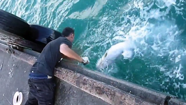 Il attrape un énorme poisson sans canne à peche