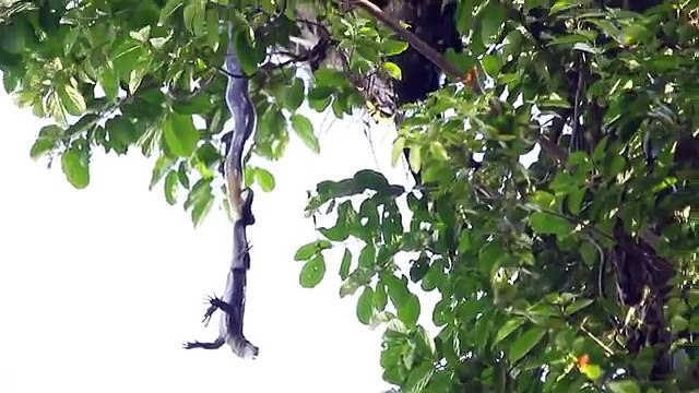 Ce serpent est en galère, un gros lézard dans la gueule, suspendu à un arbre